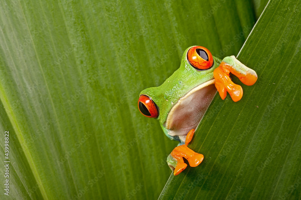 Fototapeta premium ciekawska żaba drzewna z czerwonymi oczami