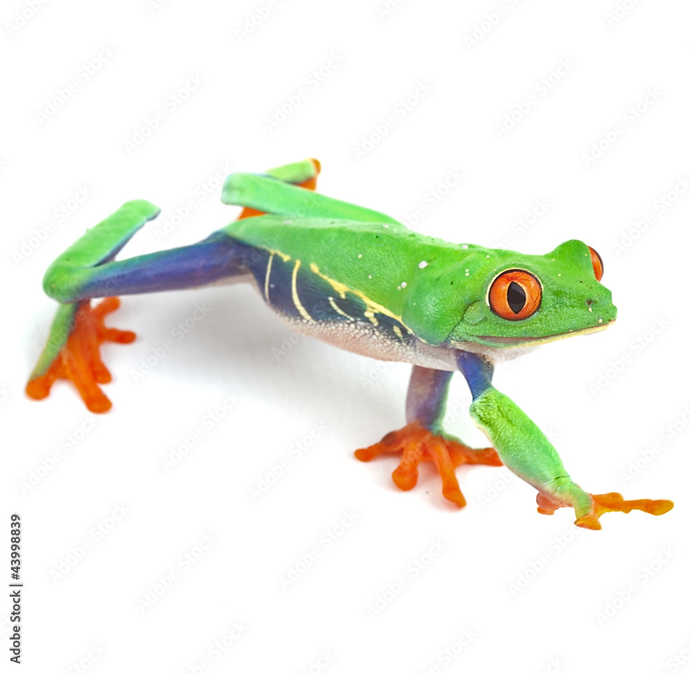 red eyed tree frog  treefrog treefrog