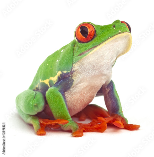 red eyed tree frog  treefrog