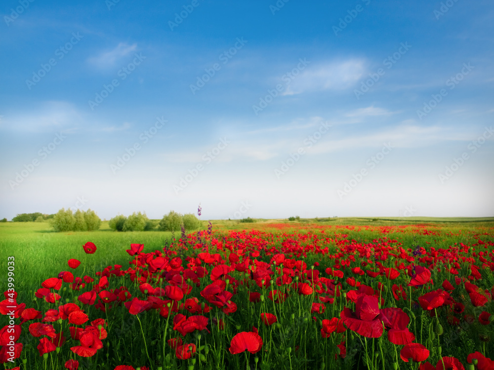 Red poppies on spring meadow