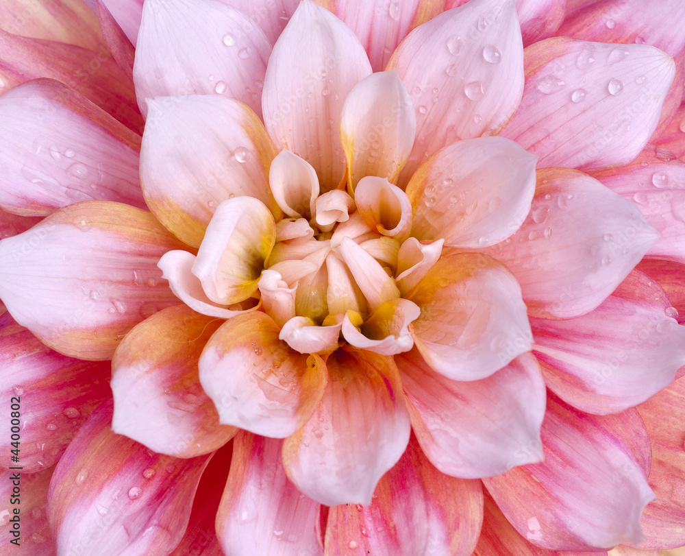 dahlia dahlia