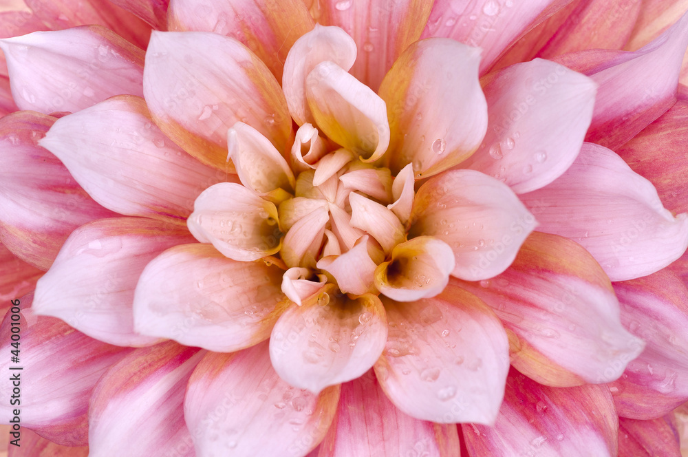 dahlia