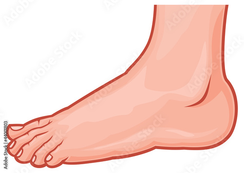 vector illustration of a foot standing