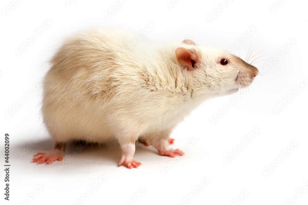 white rat white rat