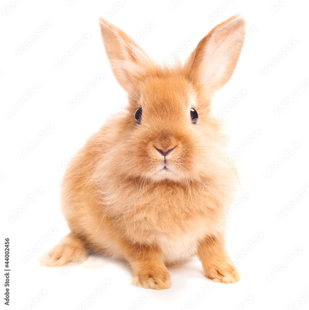 Rabbit isolated on a white background Rabbit isolated on a white background