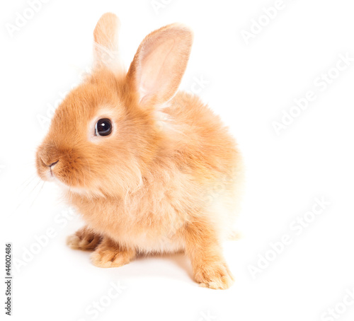 Rabbit isolated on a white background