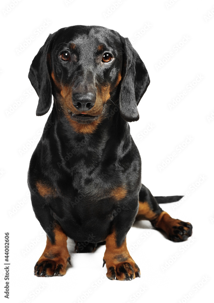 Dachshund dog in studio Dachshund dog in studio