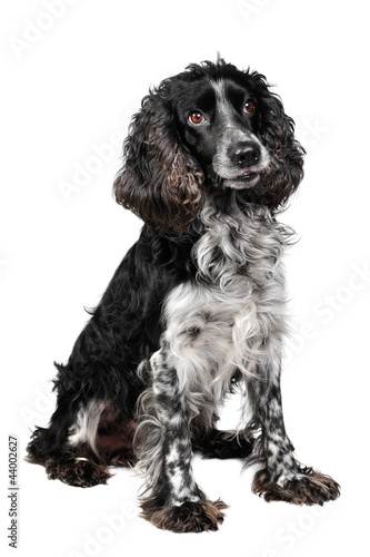 Obraz na płótnie Russian spaniel dog in studio