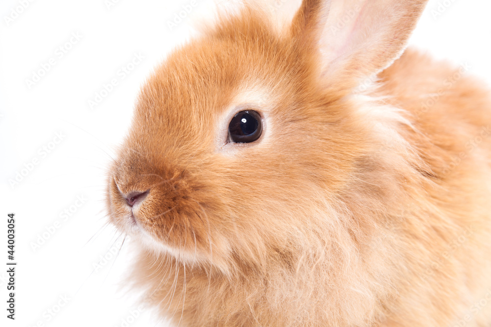 Rabbit isolated on a white background Rabbit isolated on a white background