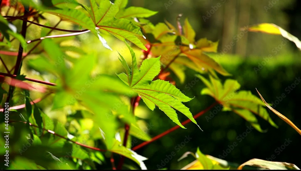 Green and bright leaves in the wind Green and bright leaves in the wind
