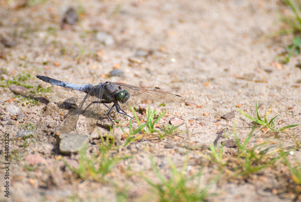 Dragonfly Orthetrum cancellatum male Dragonfly Orthetrum cancellatum male