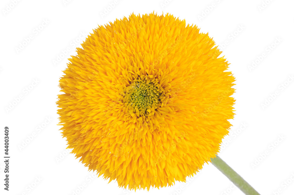 Sunflower Sunflower