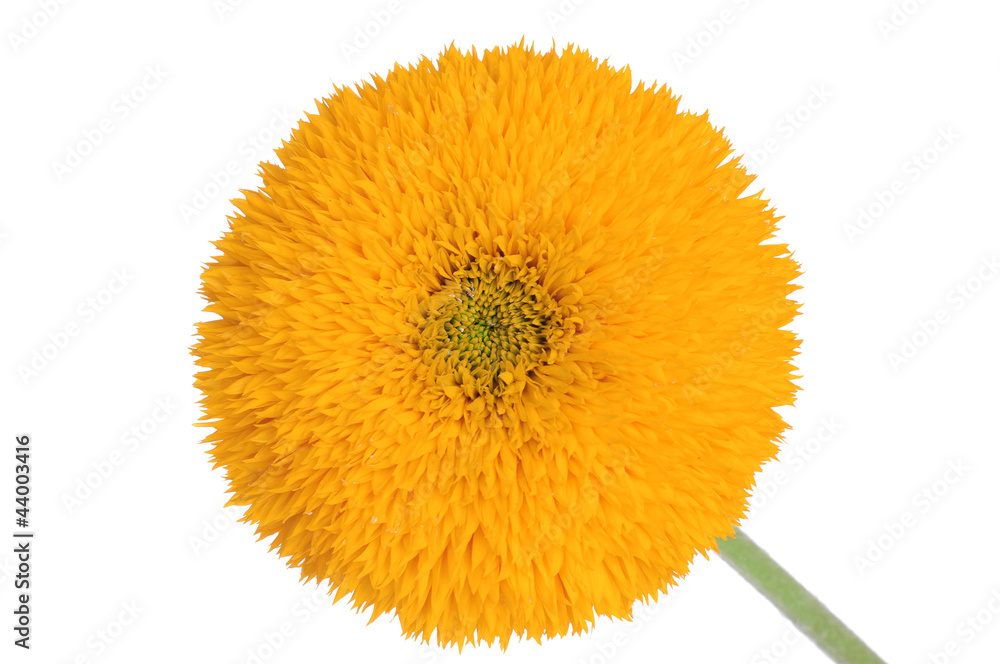 Sunflower Sunflower