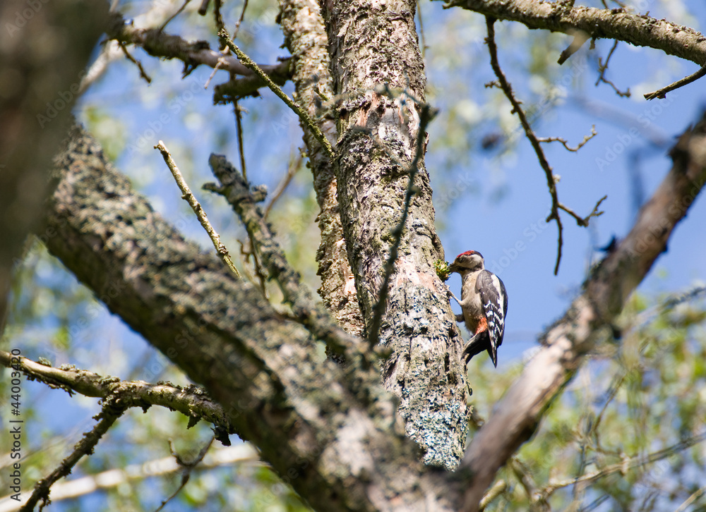 Great Spotted Woodpecker Dendrocopos major Great Spotted Woodpecker Dendrocopos major