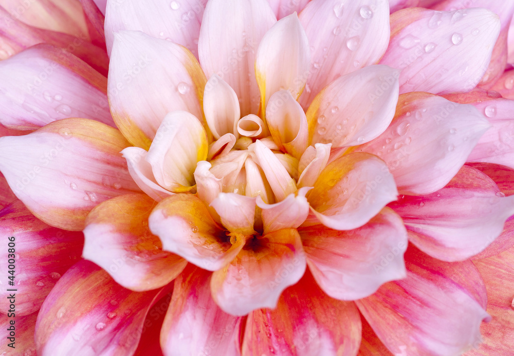 dahlia dahlia