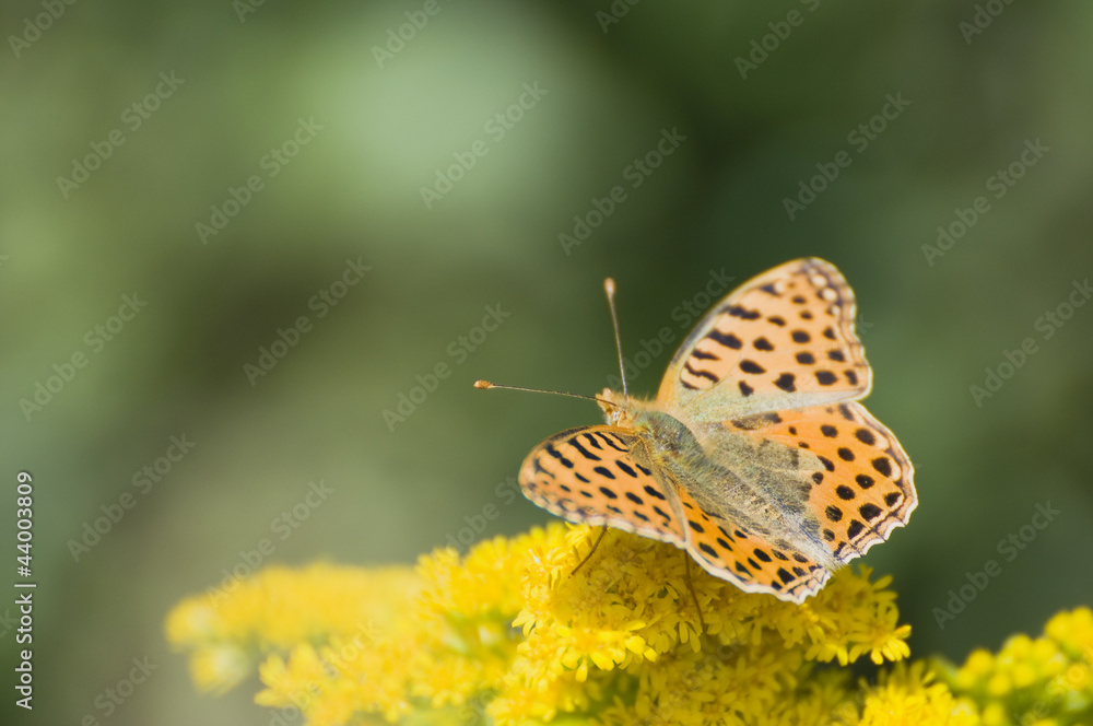 Obraz premium Issoria lathonia