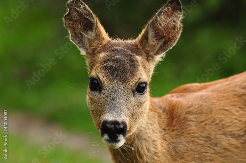 Obraz na płótnie Young Roe deer w salonie