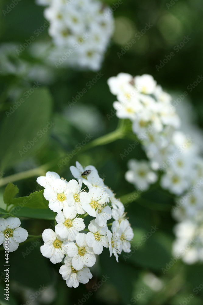 beautiful spirea flosers in the garden beautiful spirea flosers in the garden