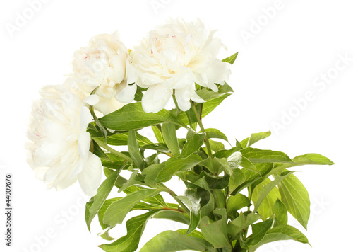 beautiful peonies isolated on white