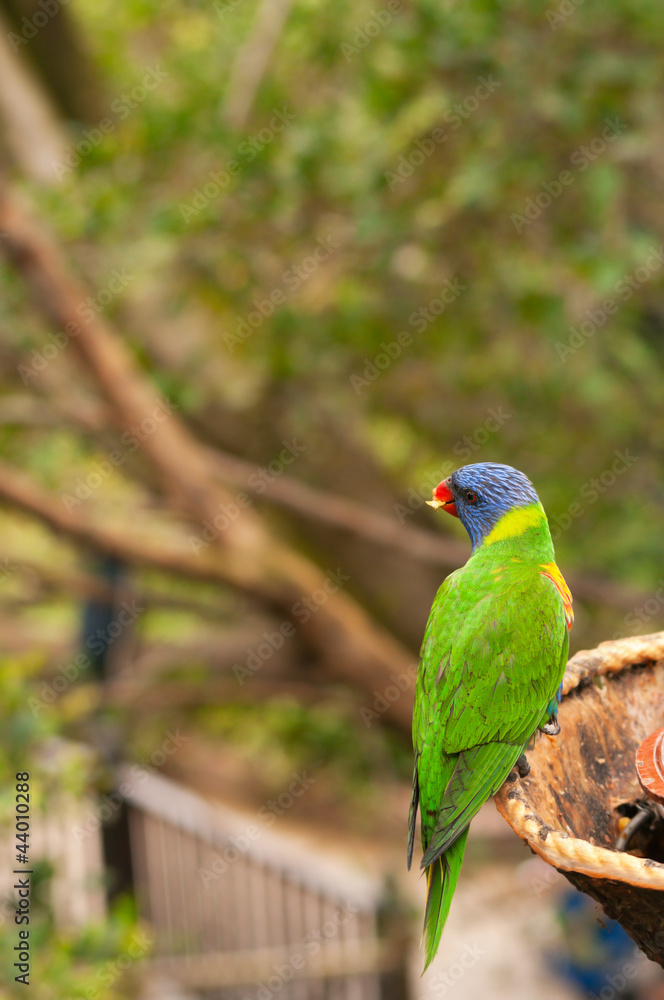 Naklejka premium Australian rainbow lorikeet eating fruits