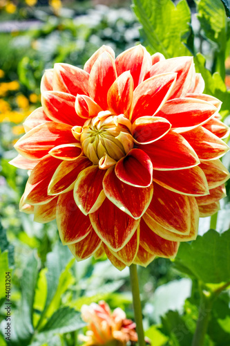 Fototapeta Naklejka Na Ścianę i Meble -  Red mottled Dahlia