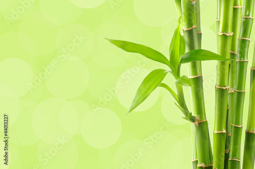 Fototapeta Naklejka Na Ścianę i Meble -  Bamboo background