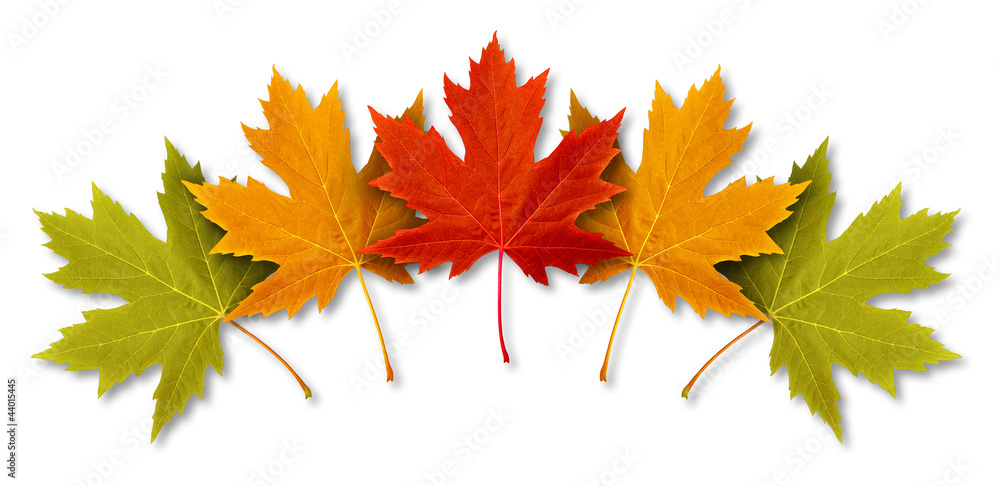 Fototapeta premium Autumn Leaves