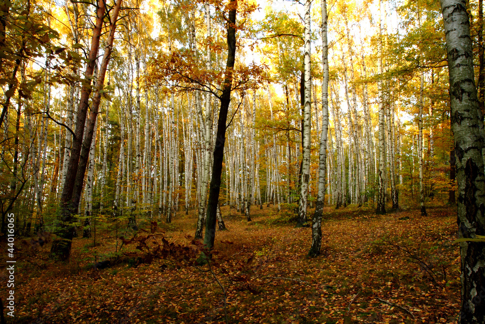 Obraz premium autumn forest