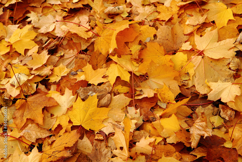 autumnal leaves autumnal leaves