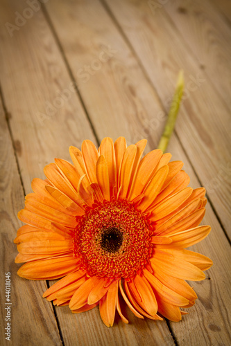 Gerbera