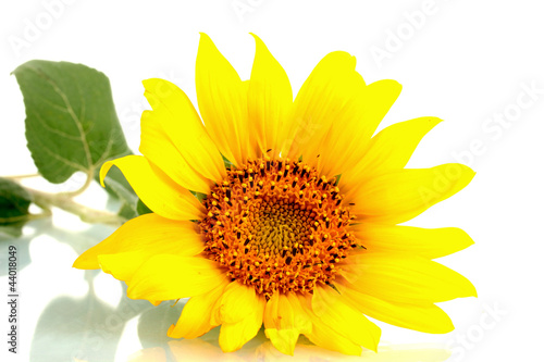 beautiful sunflower, isolated on white