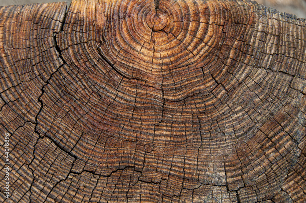 Fototapeta premium Old wood background