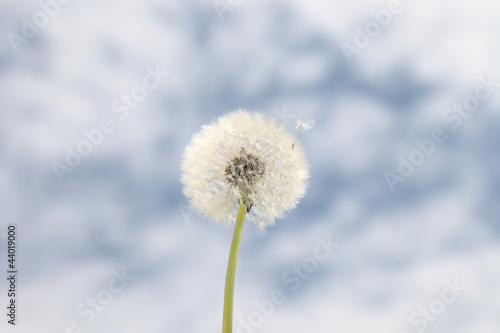 dandelion background blue sky