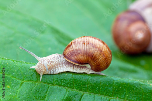 Snails after a rain on wet leaves