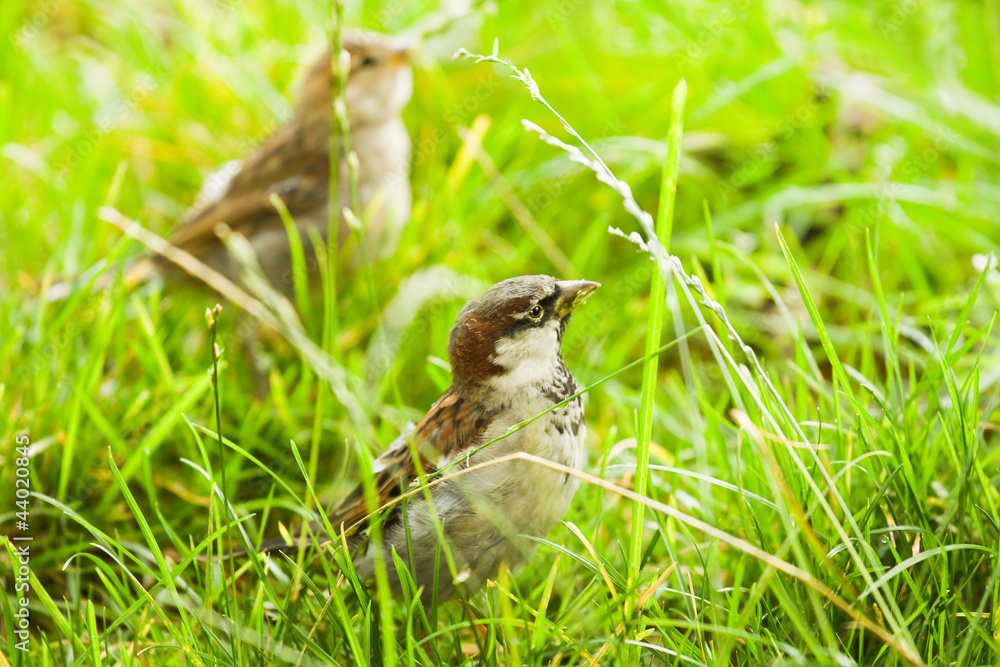 Fototapeta premium House sparrows or Passer domesticus feeding