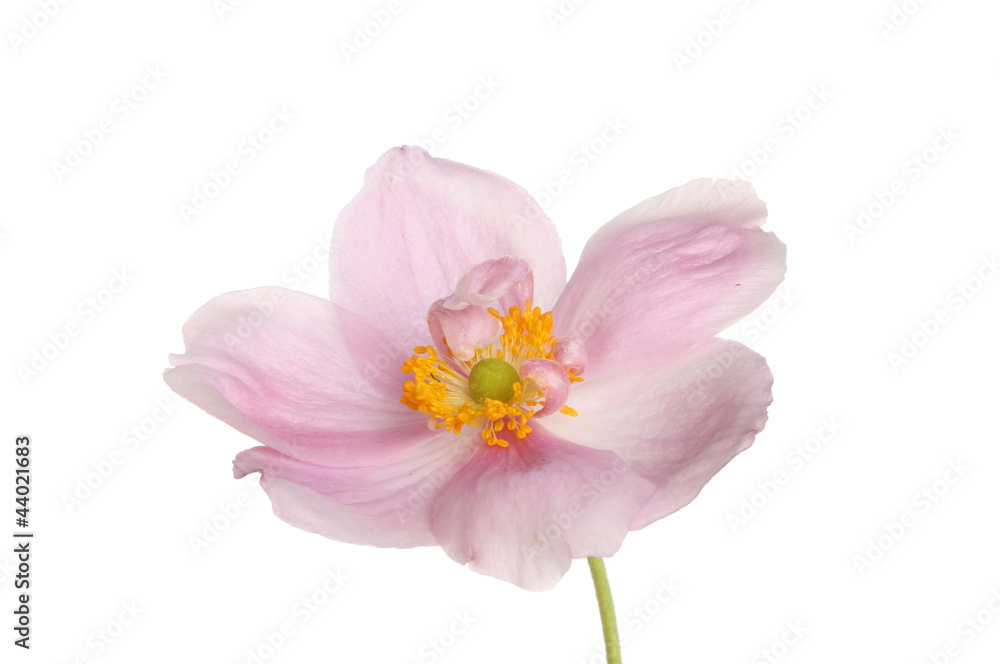 Anemone closeup Anemone closeup