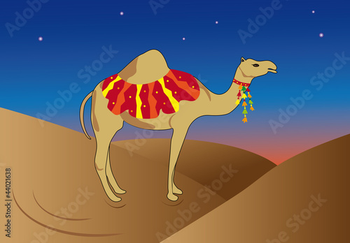 Camel in the desert