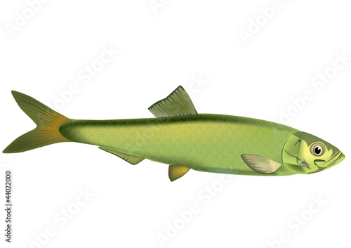 sprat