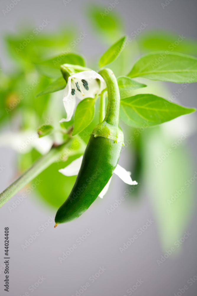 Фотография Green serrano chili