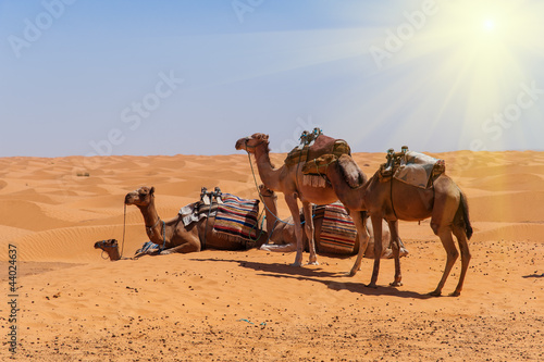 Kamele in der Sahara © fotografci