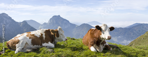 kühe in den bayrischen alpen mit breitenstein im hintergrund