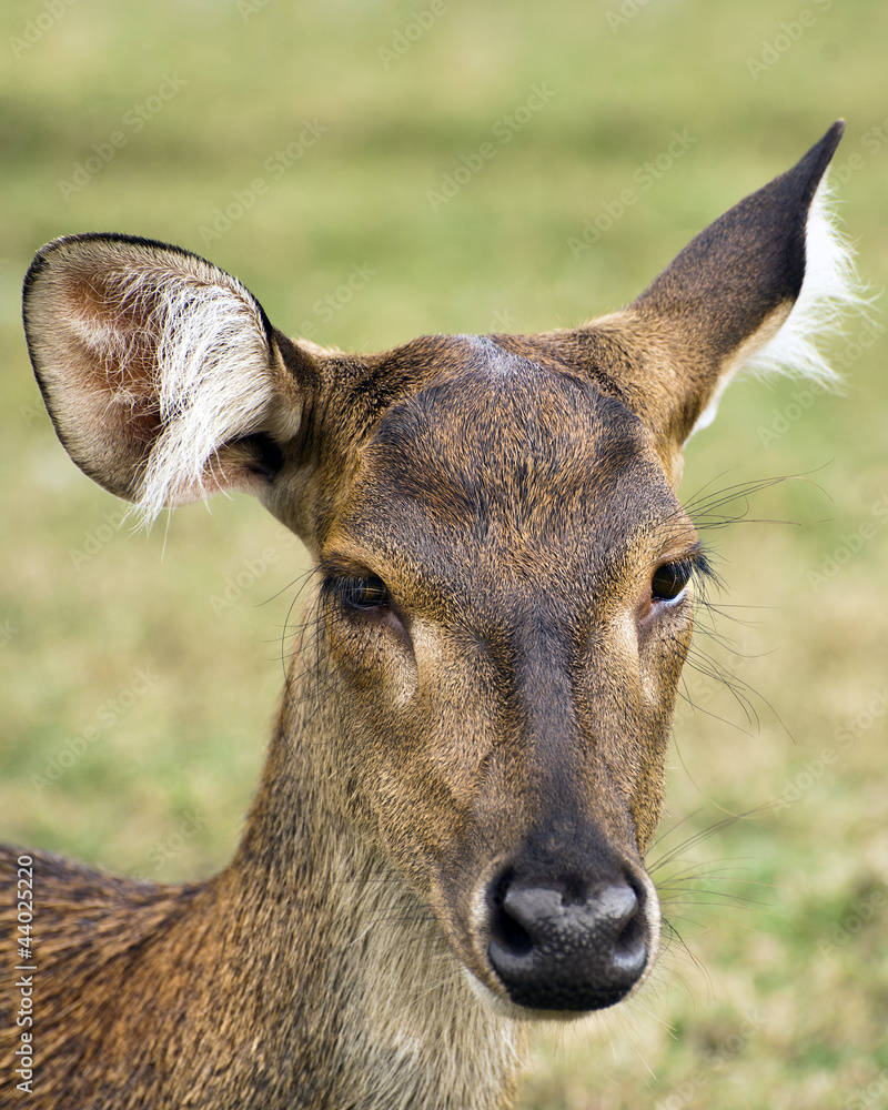 Javan rusa portrait Javan rusa portrait
