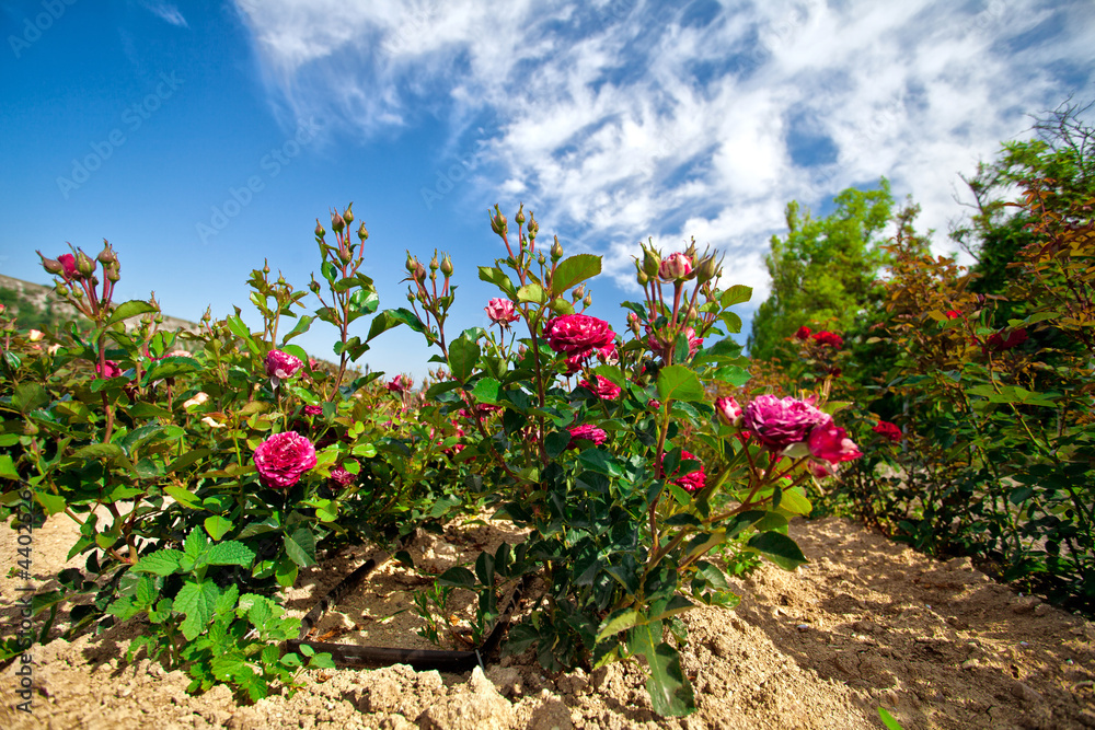 Rosebush in the rose plantation