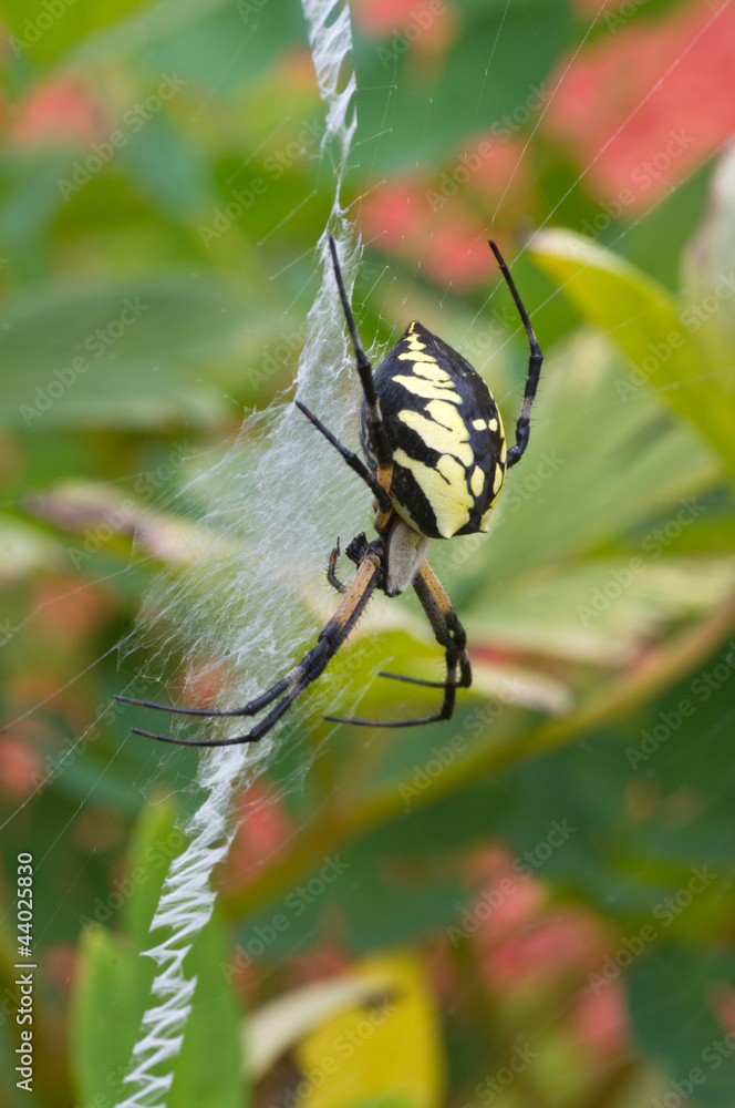 Fototapeta premium Garden Spider