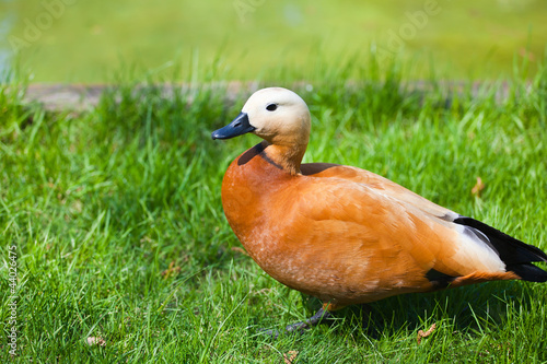 Obraz na płótnie Duck Ogar