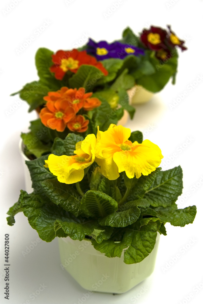 Obraz premium Primula