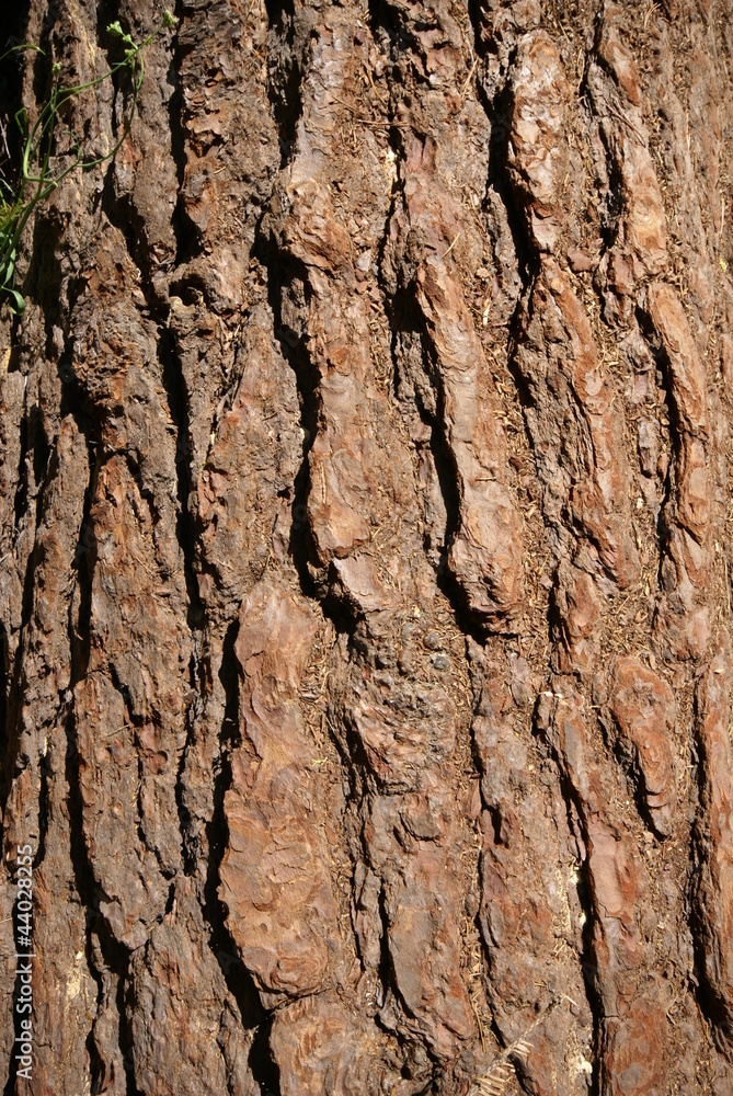 Fototapeta premium Tree bark