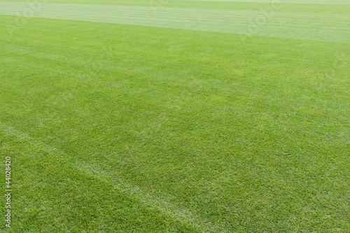 Fotografi Expanse of green turf
