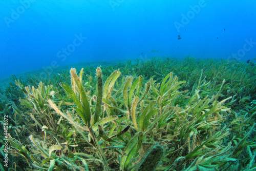 Underwater Sea Grass