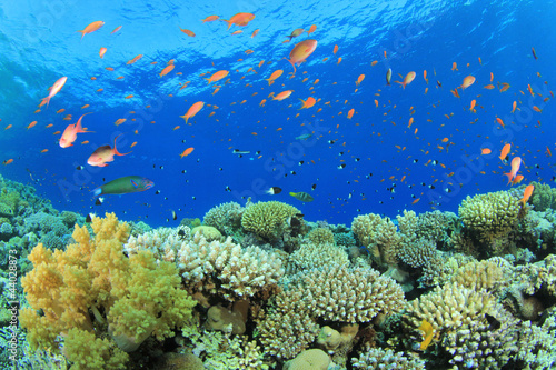 Fototapeta Naklejka Na Ścianę i Meble -  Beautiful Coral Reef with Tropical Fish